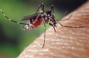 Mosquito Image